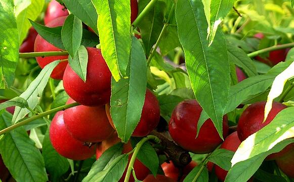 大棚油桃种植效益高 结出"致富金果果"