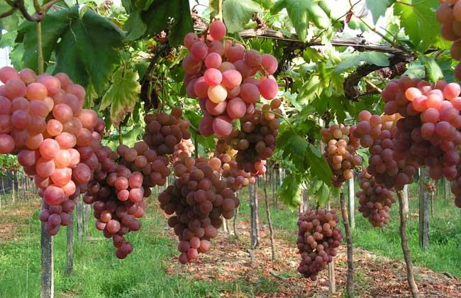 红提葡萄种植技术视频(2)