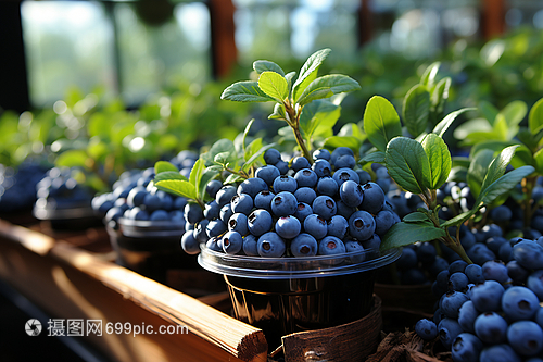 农园栽培的蓝莓